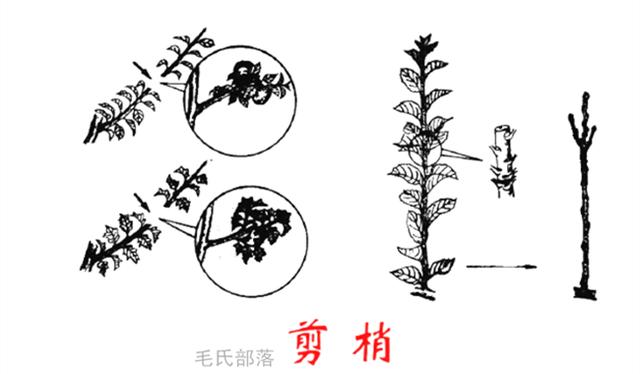 果树修剪技术 牵制理论之八项控冠