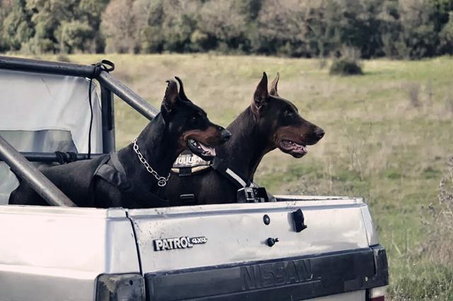 二十种猛犬排名,进一步感受巨无霸的魅力