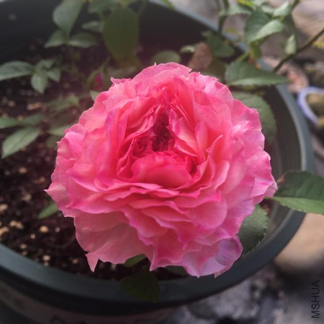 月季“海神王”一盆花不同时期不同阶段,都开出不同颜色及花型