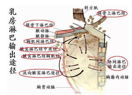 乳房按摩可以促进淋巴排毒 按摩在一定程度上促进浅