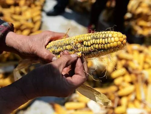 这个 6000 万人都在吃的食物,竟然是 1 级致癌物!