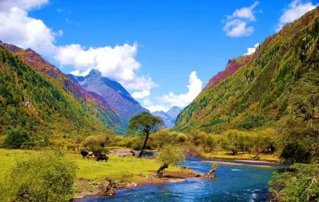 不用去瑞士,成都也要有山地火车了,直达四姑娘山!