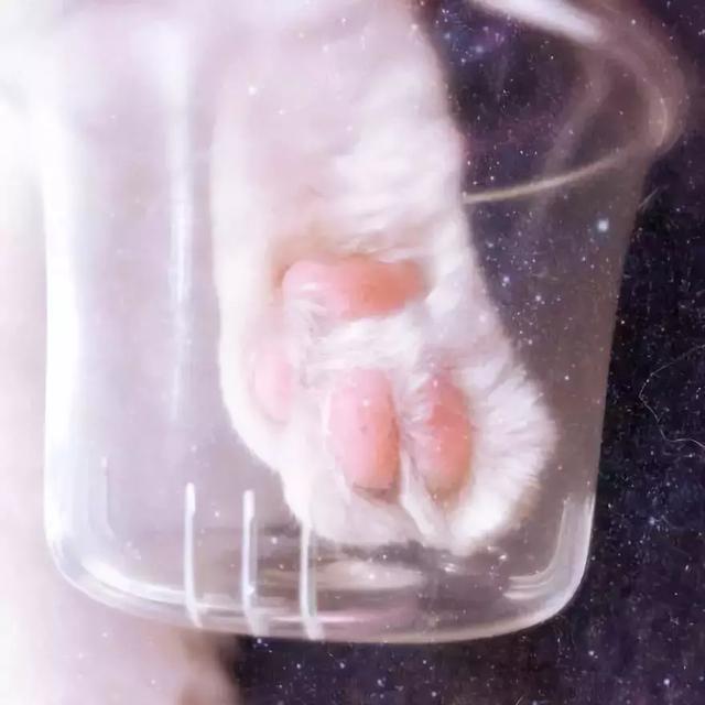 星巴克的“猫爪杯”，让我朋友圈炸开了锅……