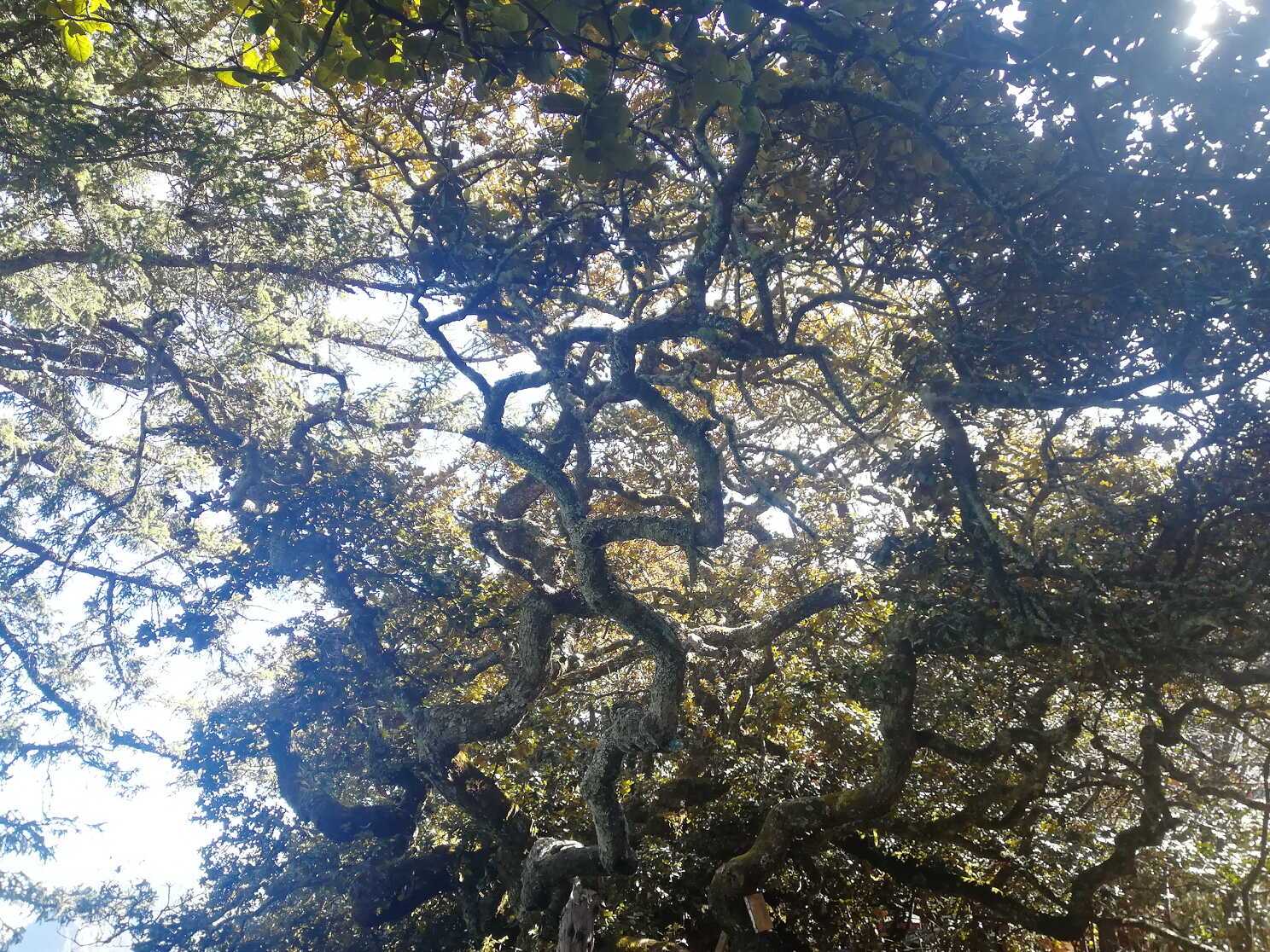 林芝一颗千年青岗树，传说有缘人能捡到带十二生肖花纹的叶子