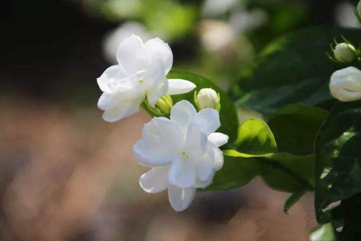 茉莉精油怎么用效果才佳 凤凰网