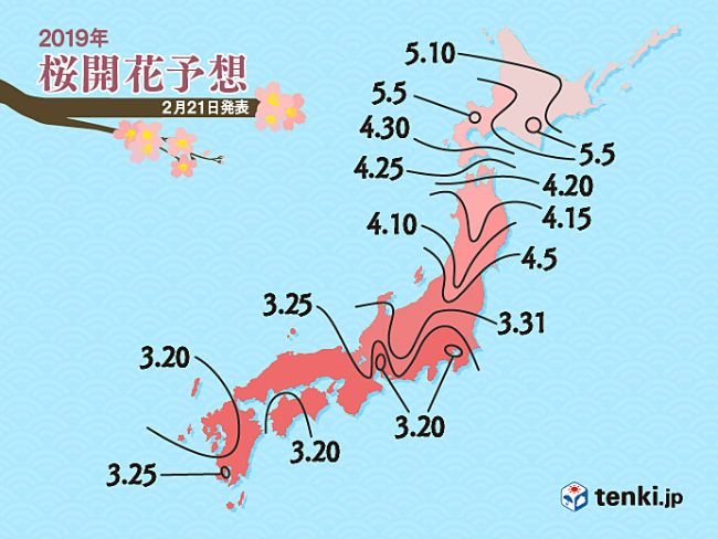 樱花季,日本人是怎么预测开花日期的?_凤凰网
