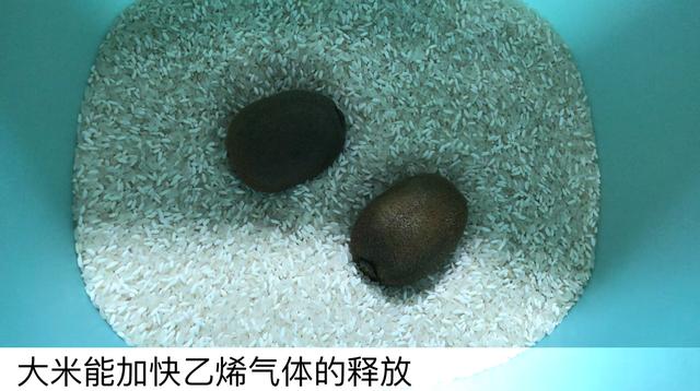 猕猴桃上插一根牙签太厉害了,吃了几十年才发现,学会受用一生