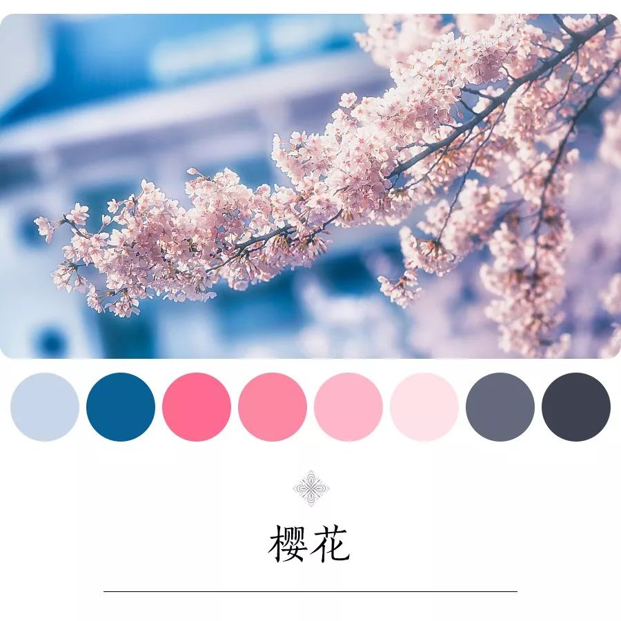 樱花