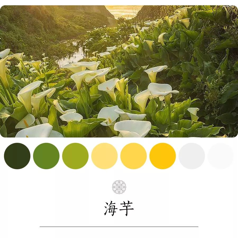 海芋