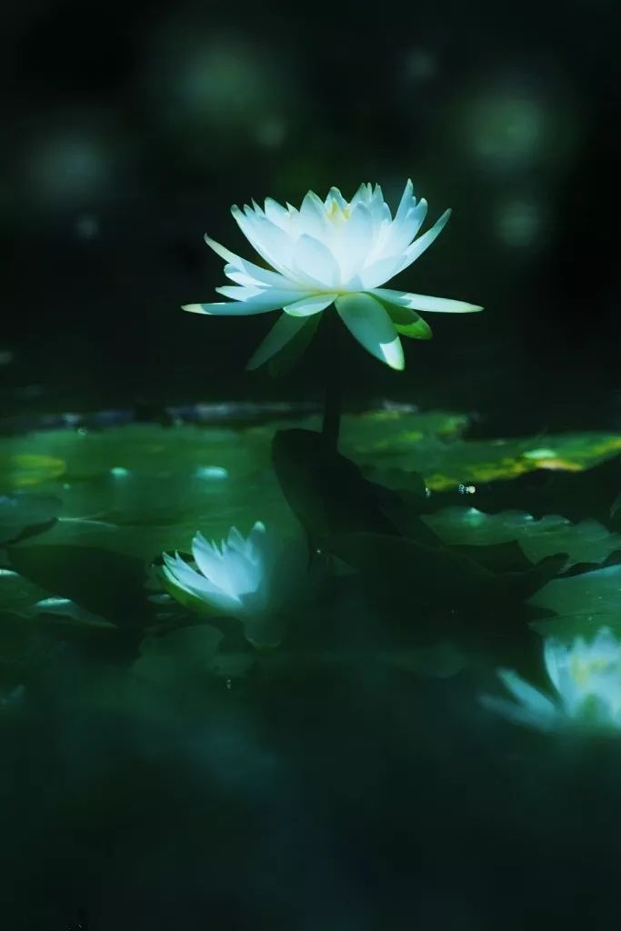 雅乐|《雨中莲》清幽空灵,富有禅意