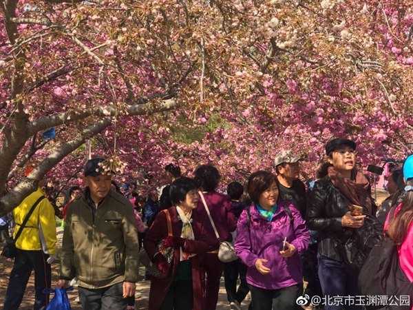 再迎赏花高峰玉渊潭公园启动限流措施