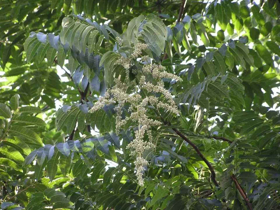 科学  香椿属于被子植物(又称有花植物),自然要开花,而且每年都会开.