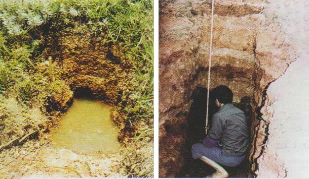 黑翅土白蚁危害土质堤酿成管涌(漏)险情