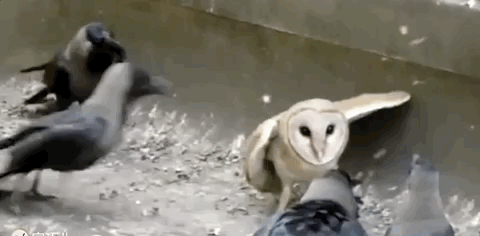 عһˡ