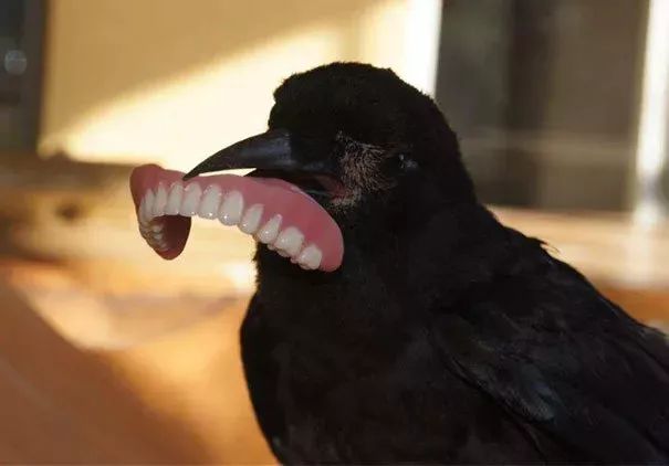 عһˡ