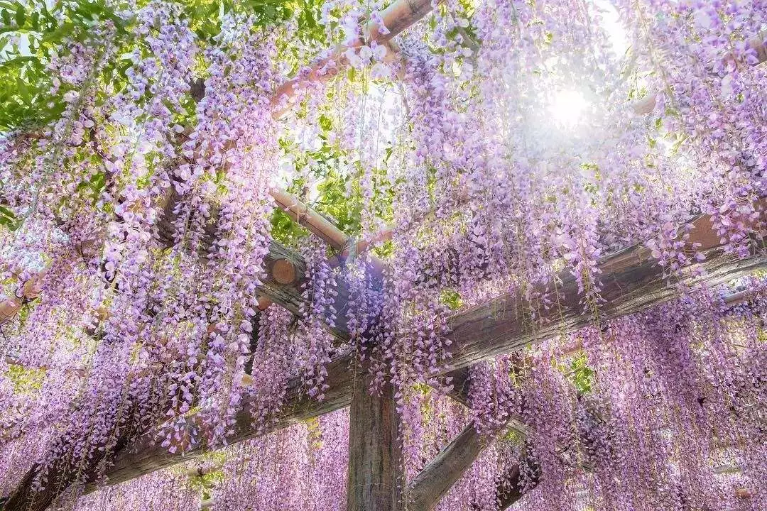 龙口市首届南山千年紫藤文化节千年古树紫藤花开等您来