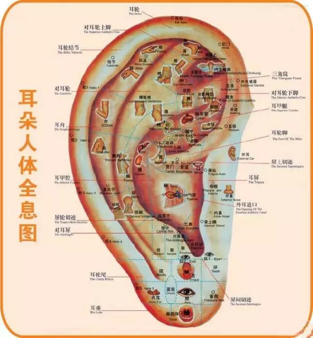 看懂这张图,穴位不用找(人体全息图)