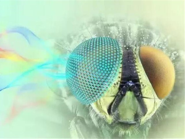 仿生飞蛾复眼 新材料3D打印光学设备 