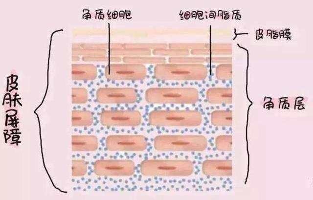 角质层不好，很难拥有好皮肤，就算用再贵的护肤品，也都是浪费