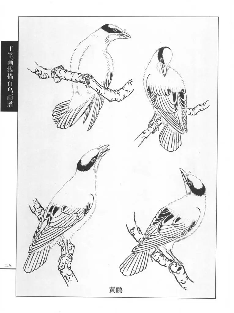 书画鉴赏丨【国画技法】工笔画鸟线描图