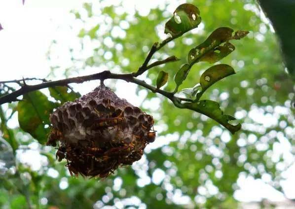 又一波回忆终成回忆“小霸王”就此别过!80后回忆盘点,说好不哭