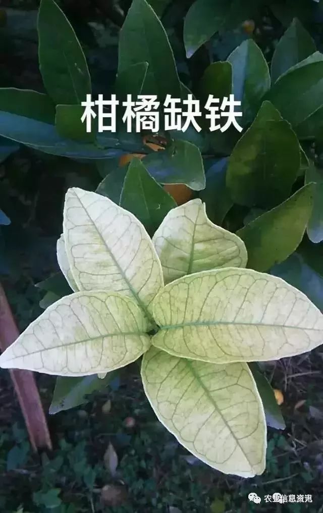 缺磷,缺钾,缺钙,缺镁,缺及过硼,缺硫,缺锌,缺铜,缺锰,缺铁,缺钼和柑橘