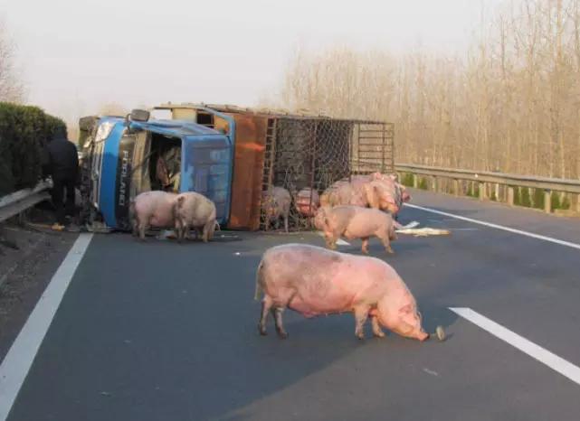 高速上开车突遇“动物”，是绕开还是撞上去？交警：再强调一次！