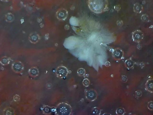 156、瓷器微观典型特征