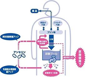 鹅肌肽是如何降尿酸的?