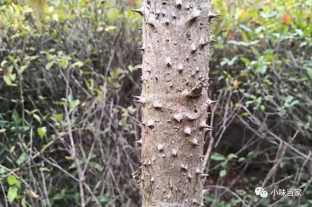 农村常见的一种草药用于治疗风湿骨痛人们管它叫做鸟不站