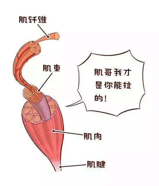 陈妍希坚持跑步一斤没瘦还把腿跑粗了，跑步真的是腿粗噩梦吗？