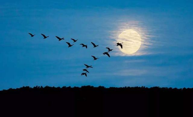 白羊座大解析:战斗、挑战、正面刚?因为白羊座都是狼人