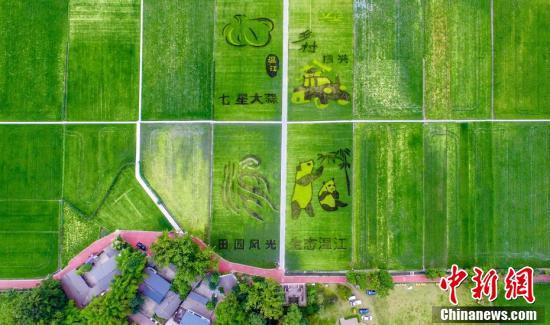 6月10日,成都市温江区一稻田内的巨型"大熊猫"图案吸引游客围观拍摄.