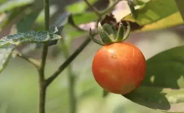 西红柿的好处,8种好处都是你想要的!不过3种情况下别生吃