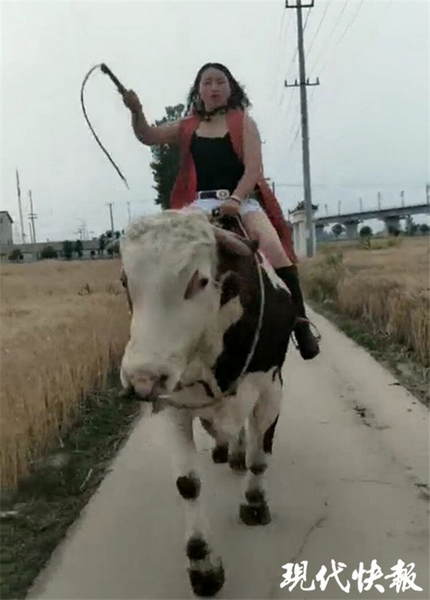 一女子骑牛走红,训练时常从牛背上摔下
