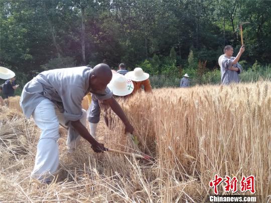 少林寺小麦丰收 众僧挥镰割麦