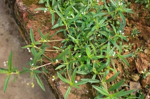 夏天潮汕妈妈都会煮的祛暑好“饮料”——青草水