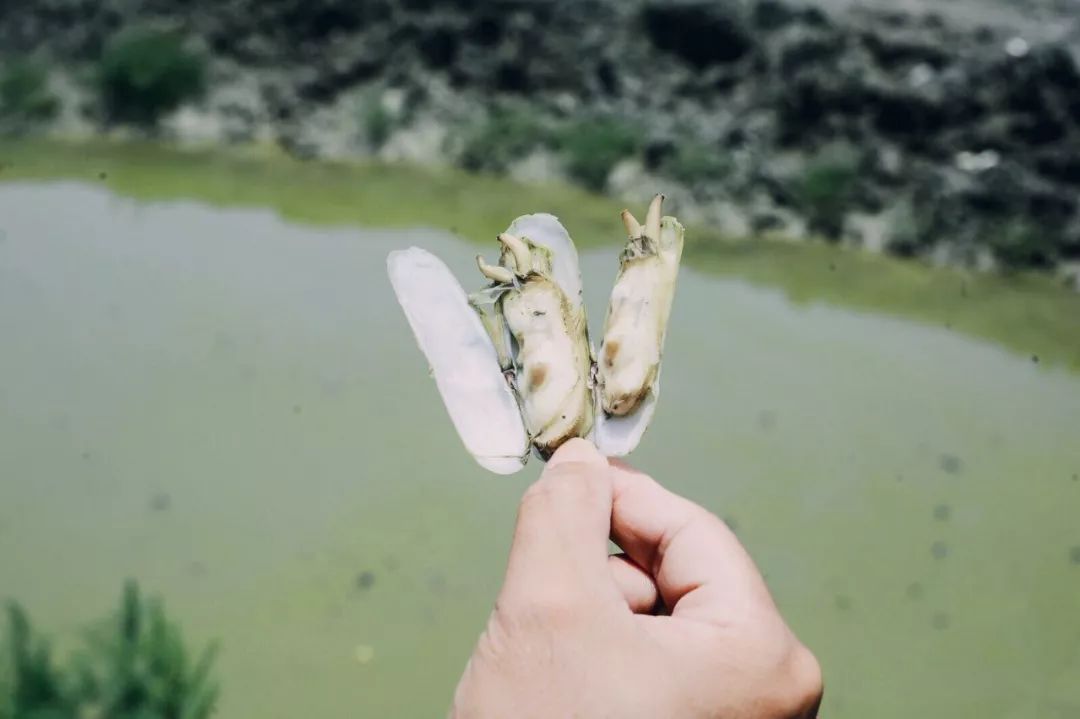 哆头蛏的夏天