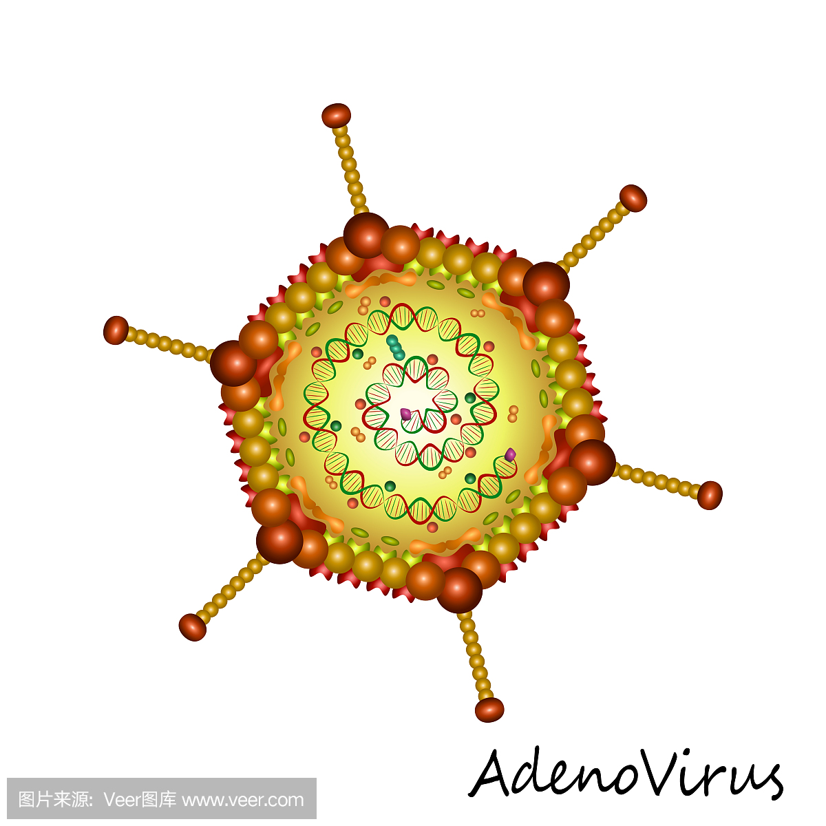 腺病毒的可怕之处就在于强传染性,虽然人人都有传染的可能,但腺病毒