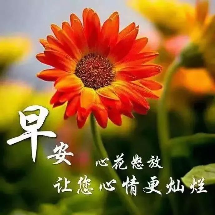 2019最新版早上好快乐祝福语录大全,早晨好漂亮祝福图片鲜花带字