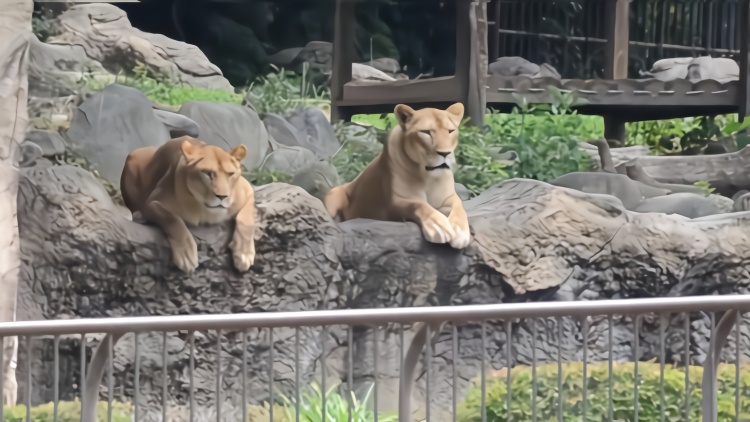 动物园演习“狮子”逃脱 真狮子围观看得一脸懵