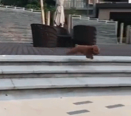 如果东北话有灵魂,那一定是比喻句