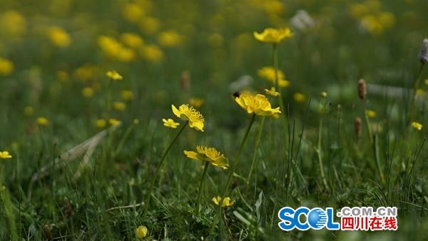 援藏纪行|9月可坐飞机到德格独木岭 体验牧俗风情