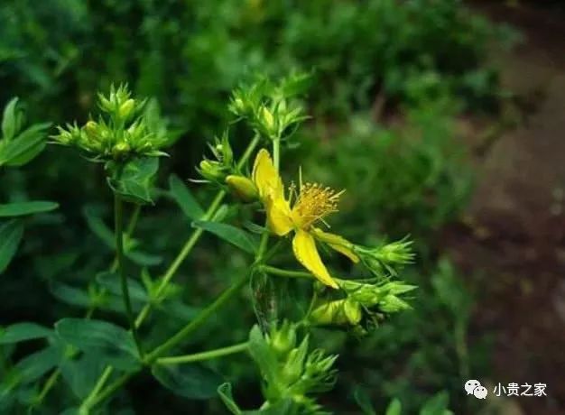 野外有种叫七寸金的植物是珍贵的草药遇见请带回家