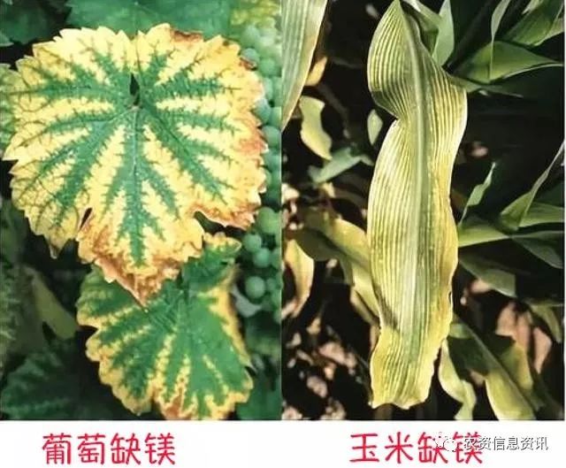 5,盆栽植物缺镁表现