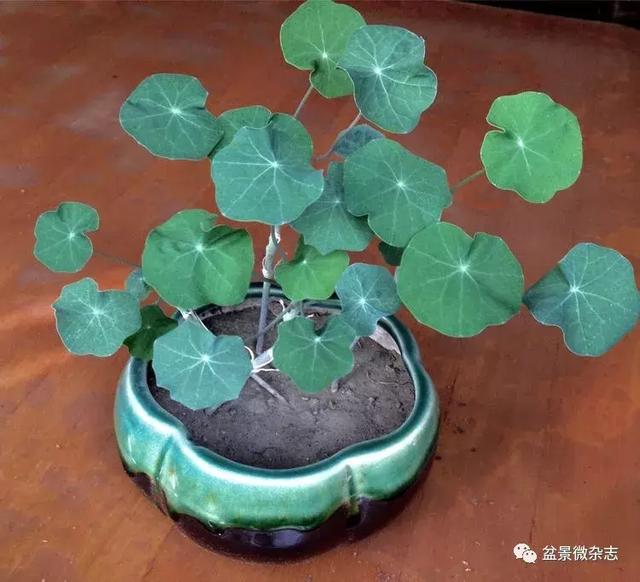 「盆景万象」新颖的小盆栽