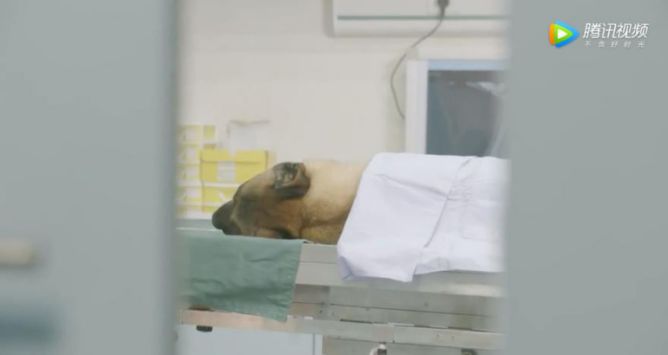 看到哭花妆，《神犬小七3》地震救援太感人了吧！