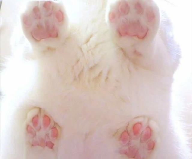 猫爪爪白手套肉垫垫控你们的福利来啦