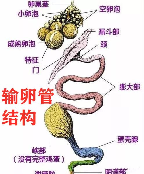 二,各种病引起的 鸡输卵管炎症,导致上皮细胞分泌色素受阻,钙磷利用