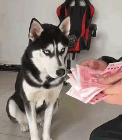 没想到哈士奇还可以这样用,简直太沙雕了,哈哈.